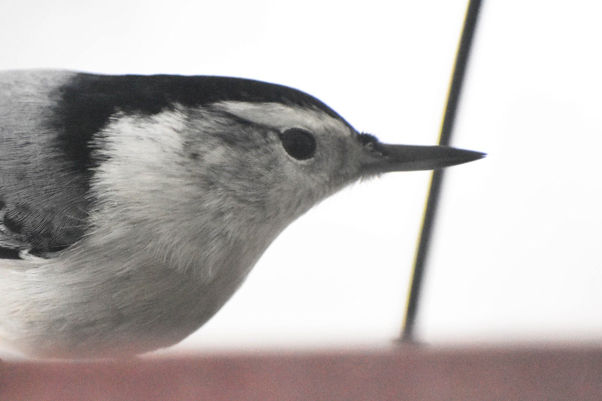 White-breasted Nuthatch - ML288579481