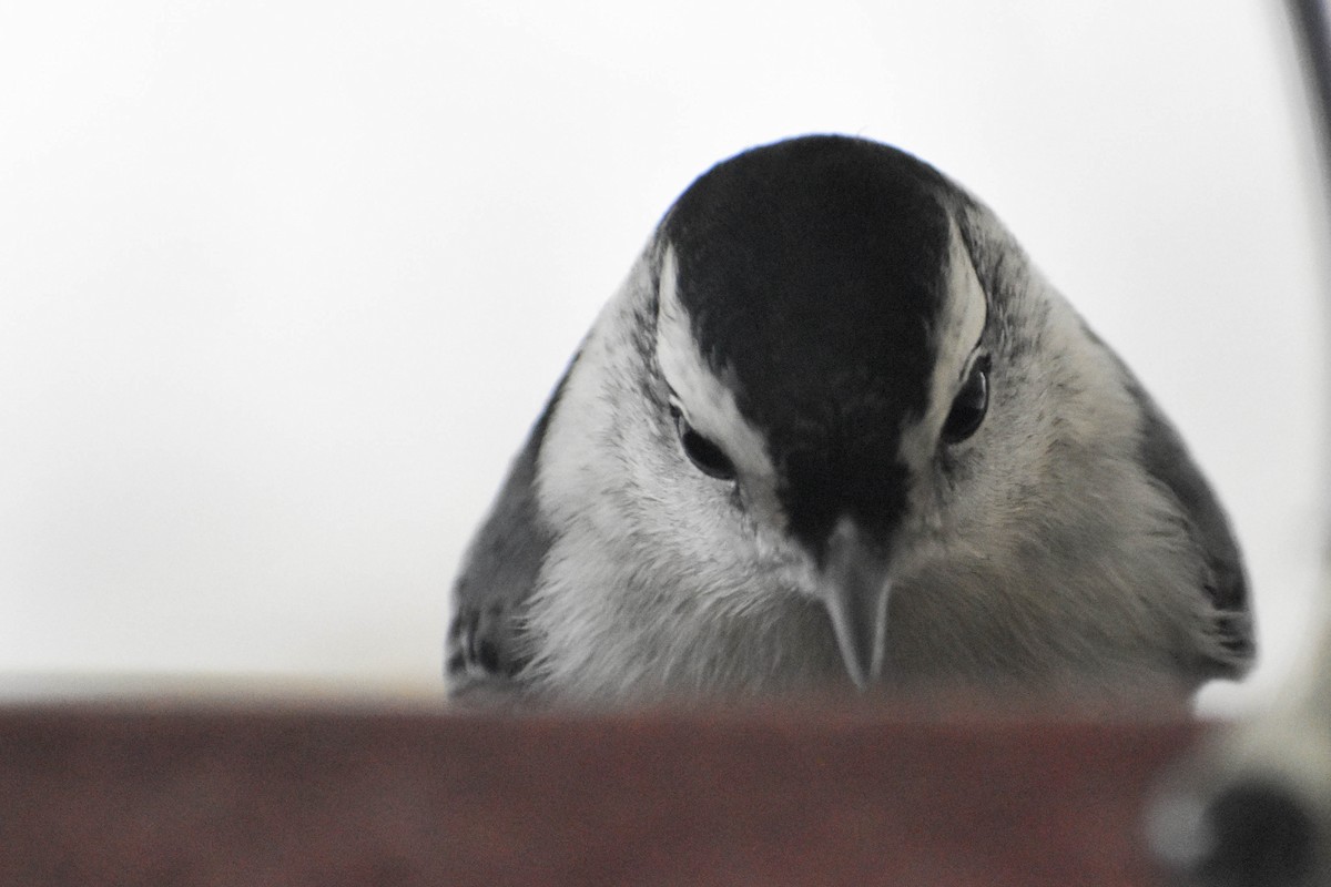 White-breasted Nuthatch - ML288579861