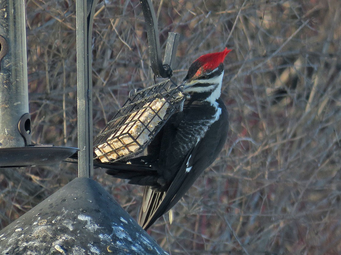 Pileated Woodpecker - ML288583521