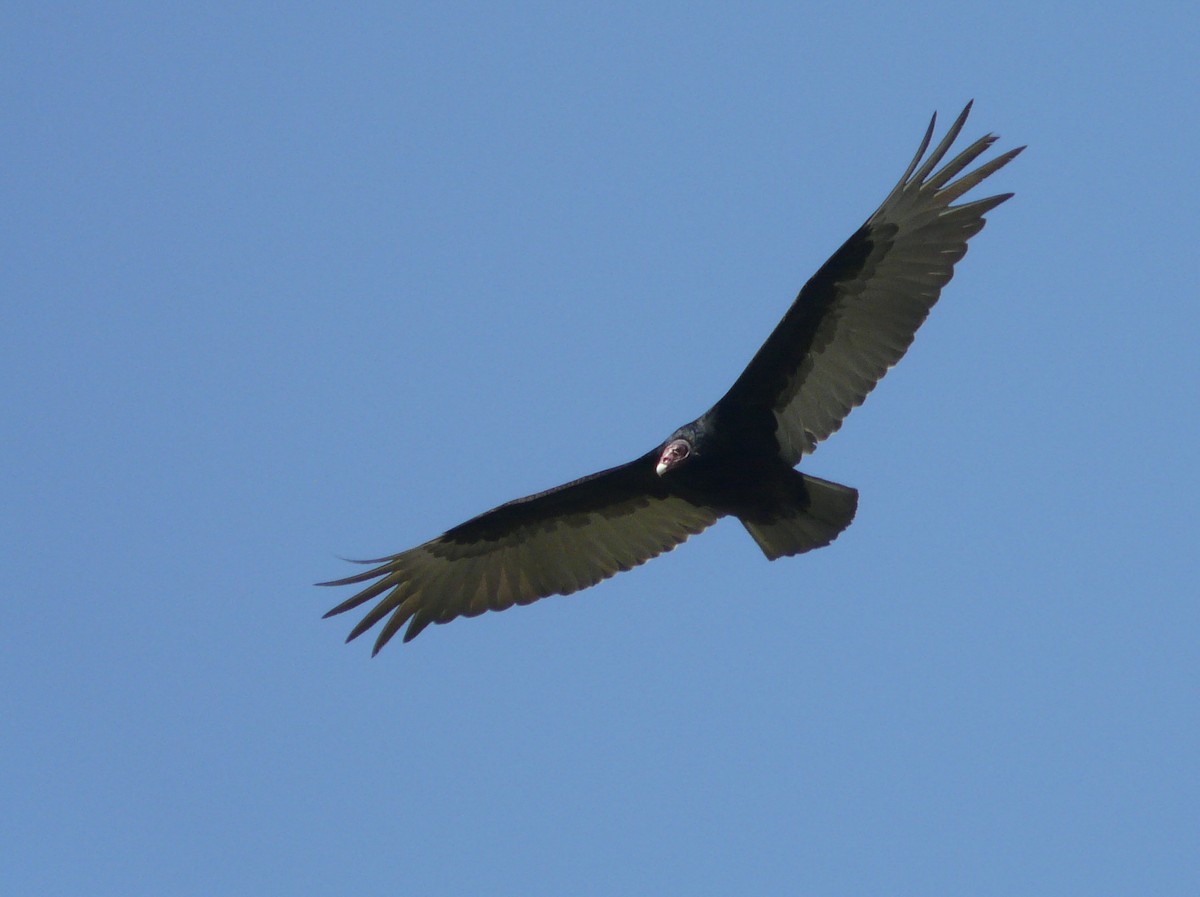 Turkey Vulture - ML28858611