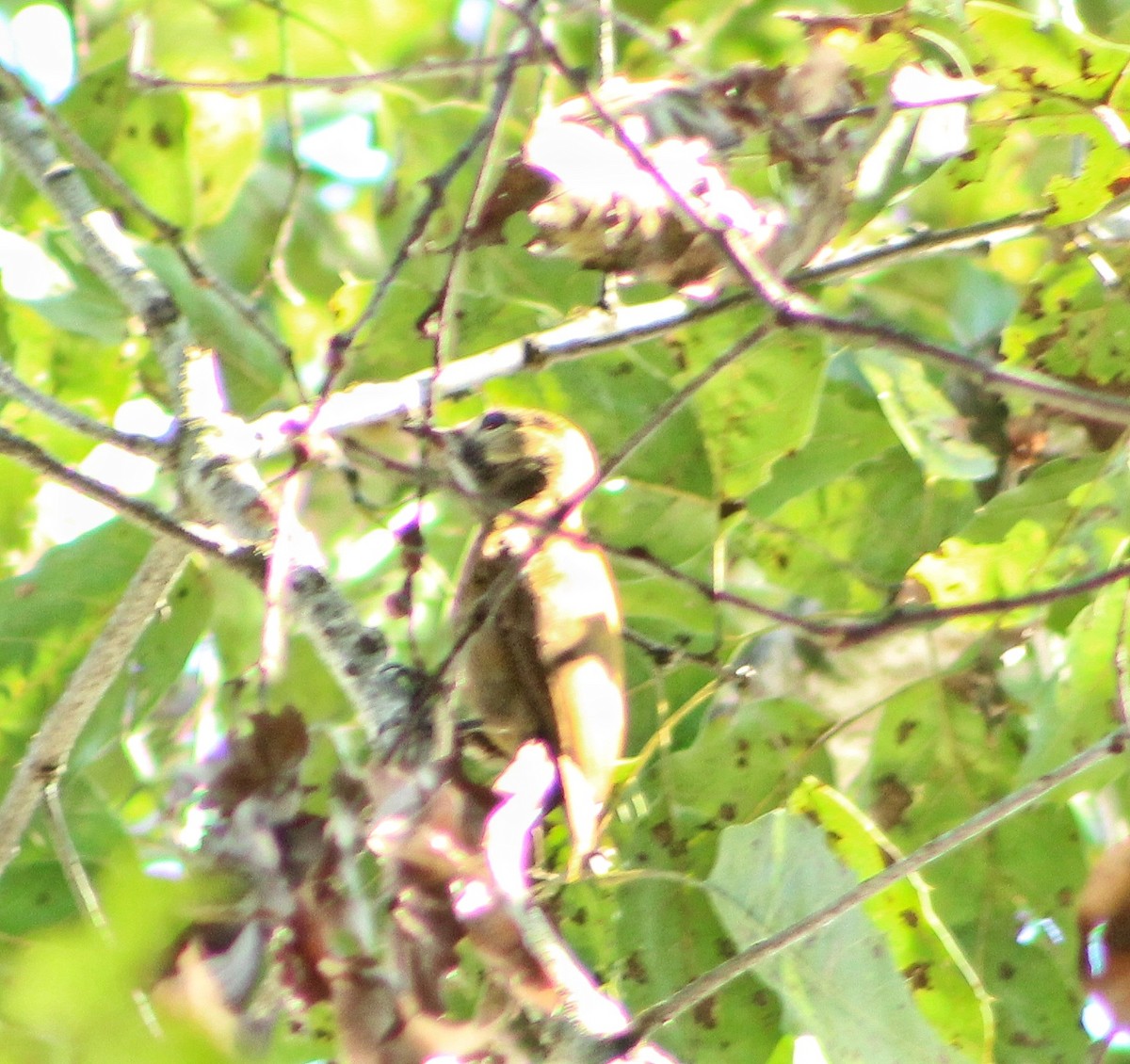 Smoky-brown Woodpecker - Israel Lozano Álvarez