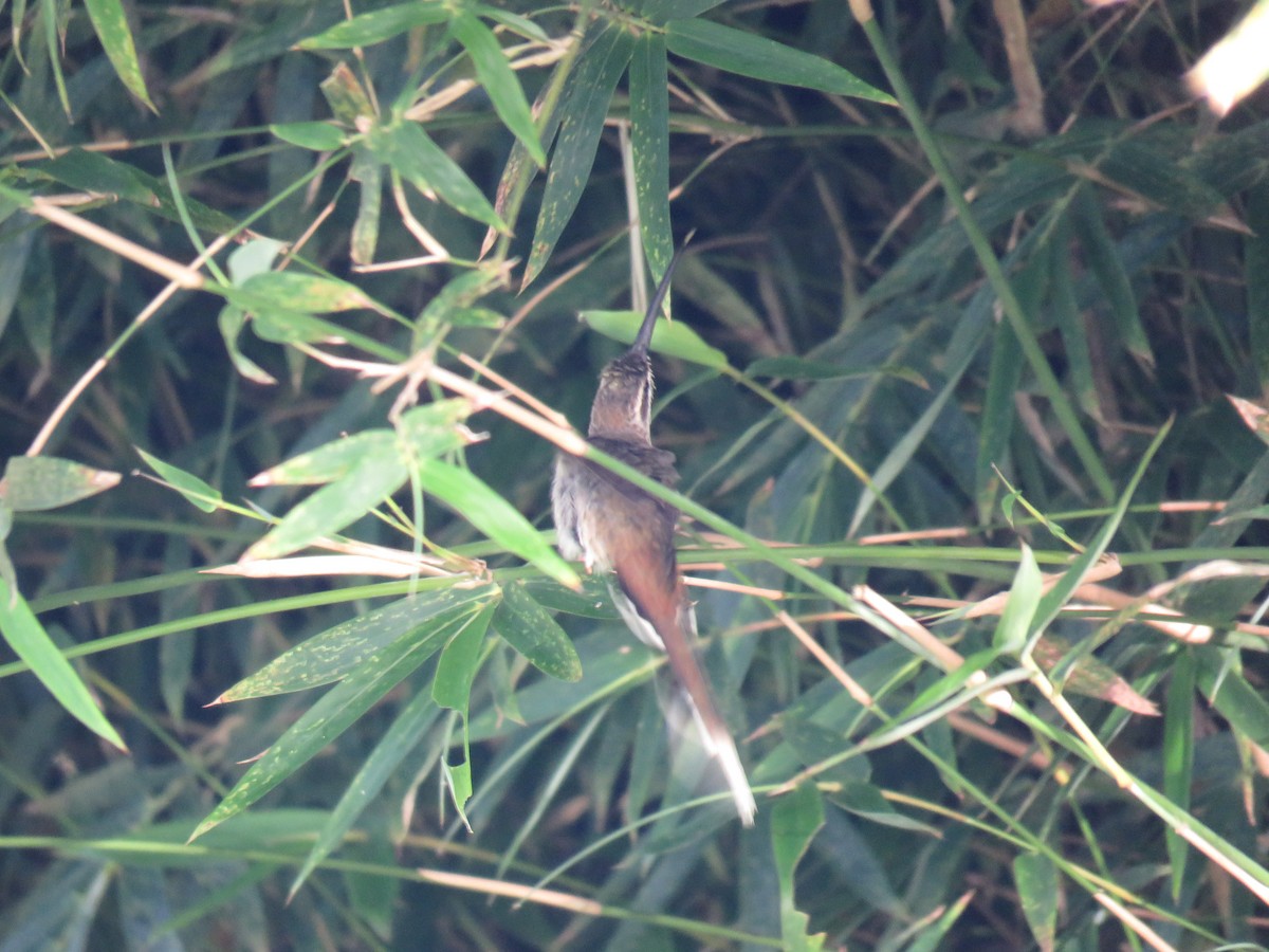 Sooty-capped Hermit - ML288590631