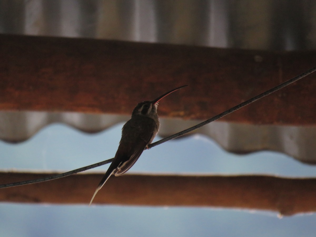 Sooty-capped Hermit - ML288590721