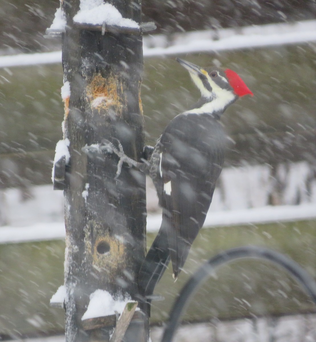 Pileated Woodpecker - ML288591621