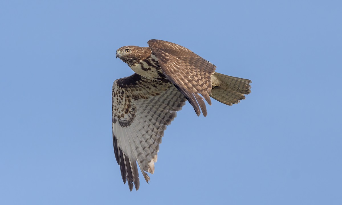 Red-tailed Hawk - ML288596831