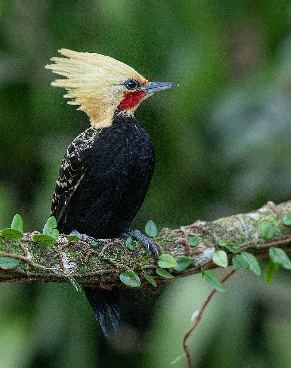 Blond-crested Woodpecker - Jorge Gabriel Campos