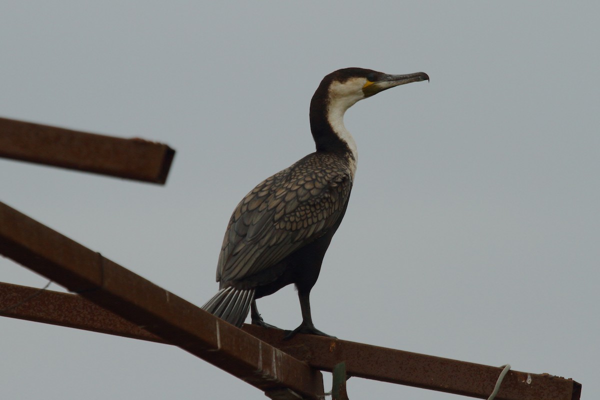 Great Cormorant (White-breasted) - ML28860381