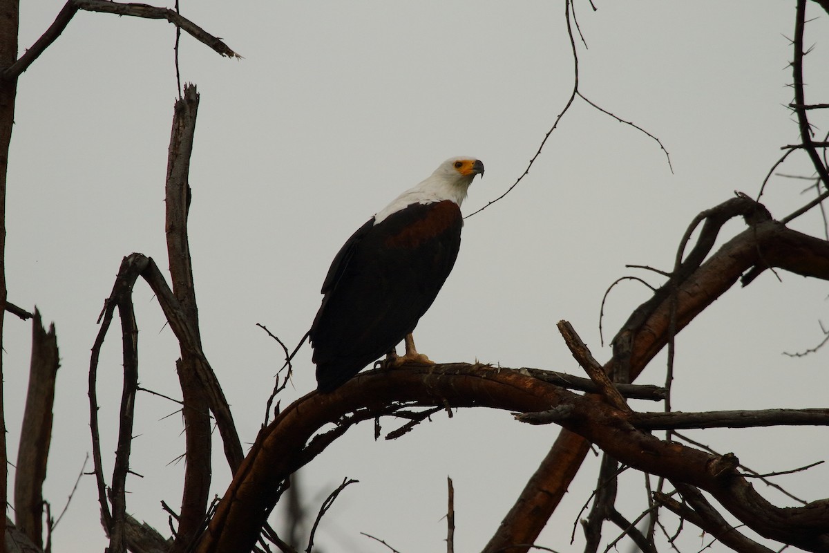 African Fish-Eagle - ML28860641