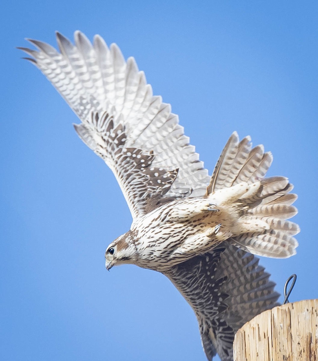 Prairie Falcon - William Richards