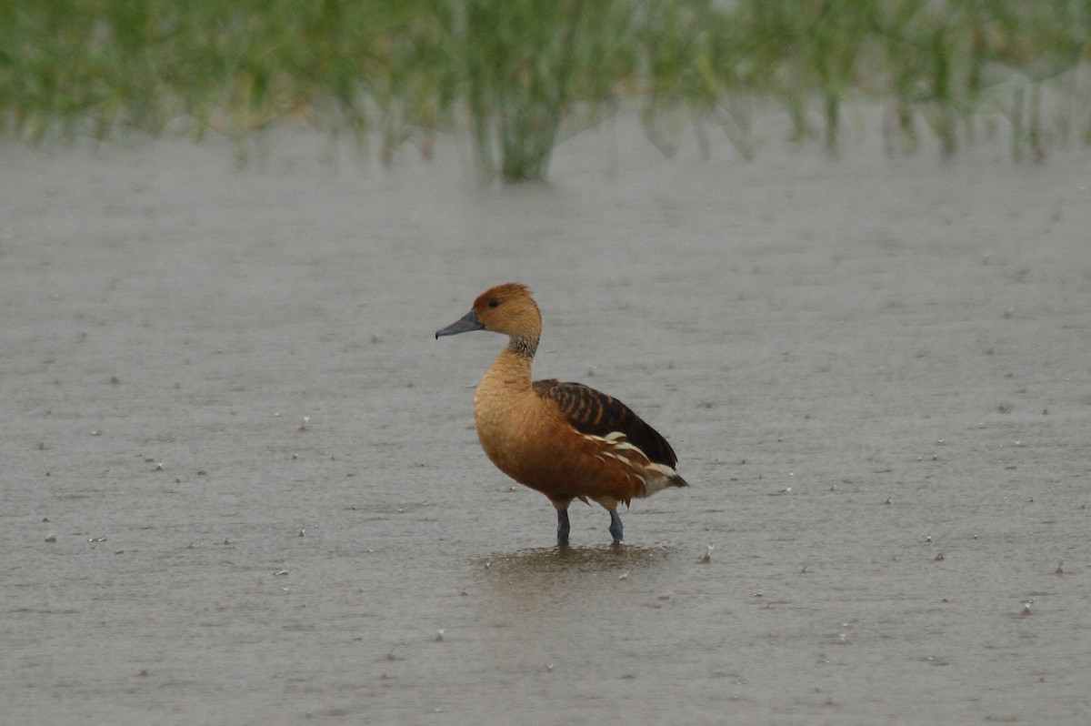 Fulvous Whistling-Duck - ML28861411