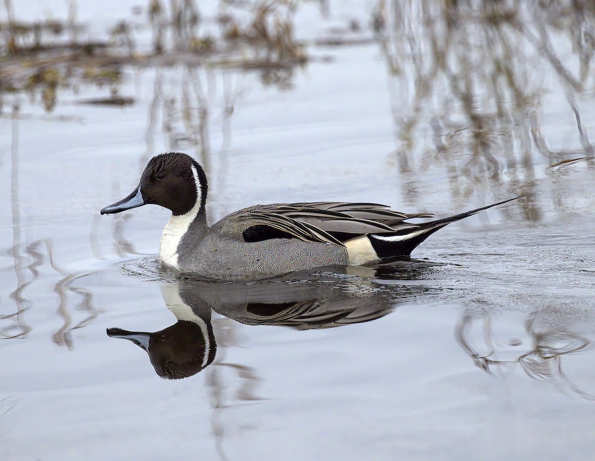 Northern Pintail - Gregory Johnson