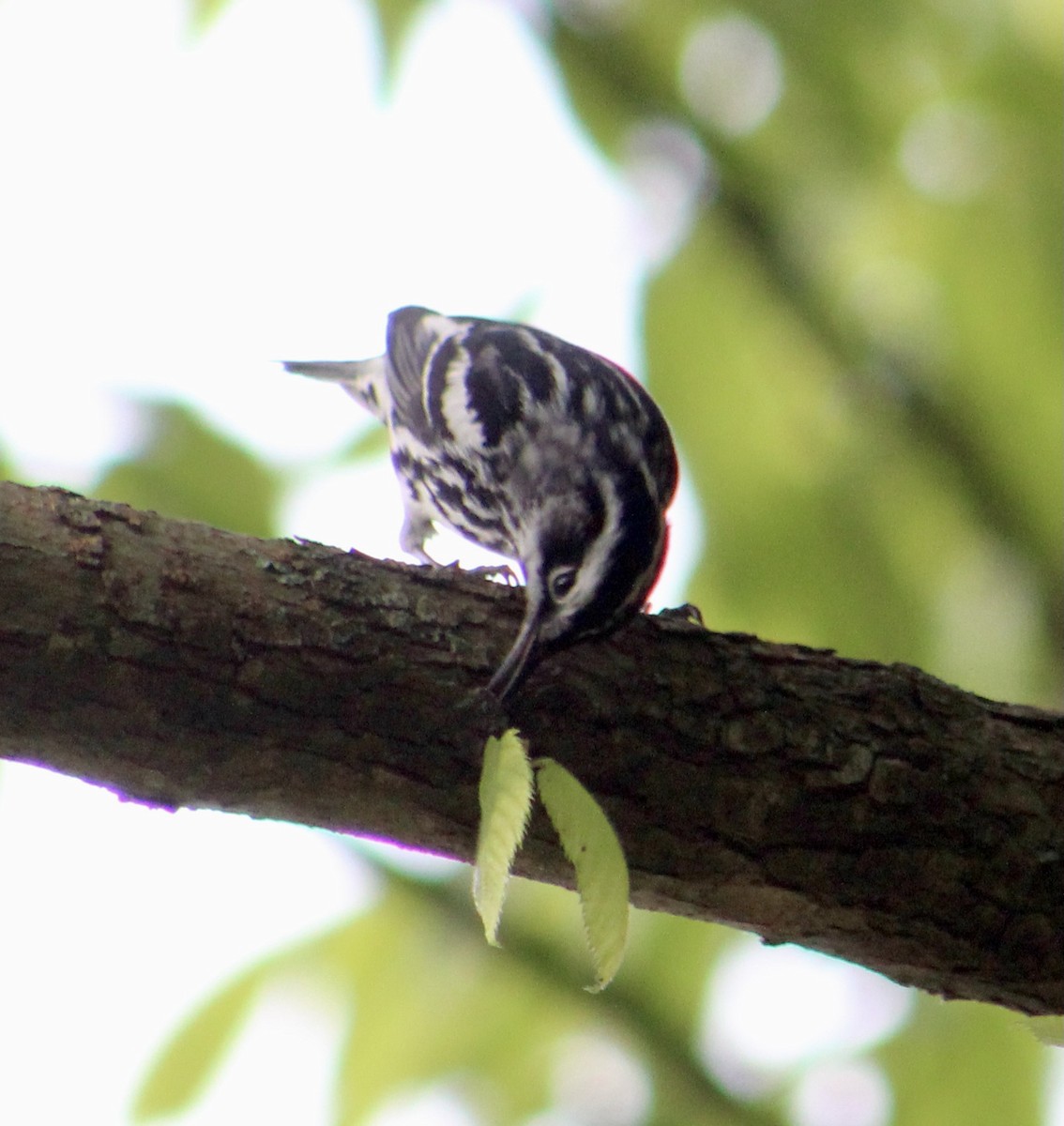 Black-and-white Warbler - ML288617621