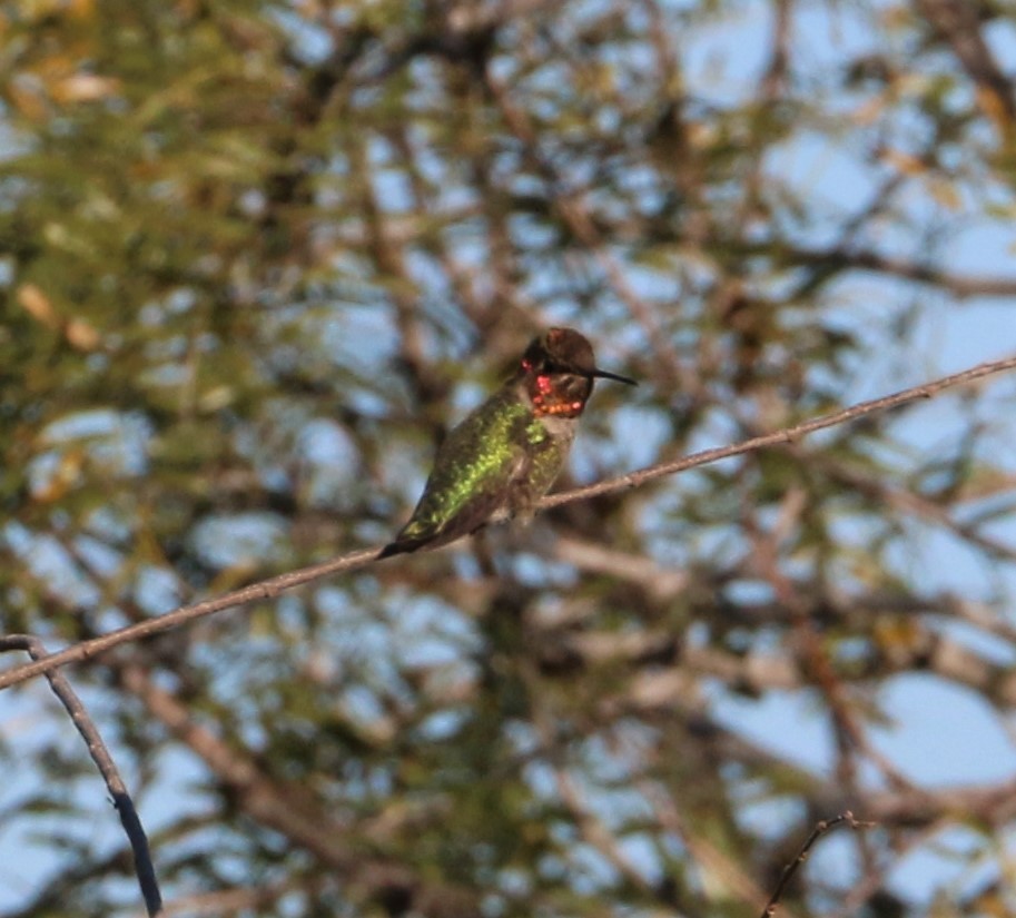 Anna's Hummingbird - ML288619201