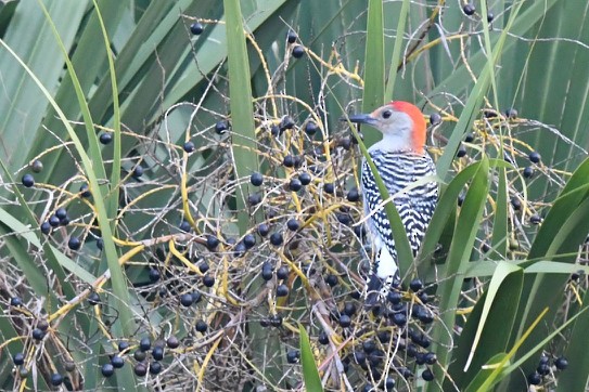 Red-bellied Woodpecker - ML288621441
