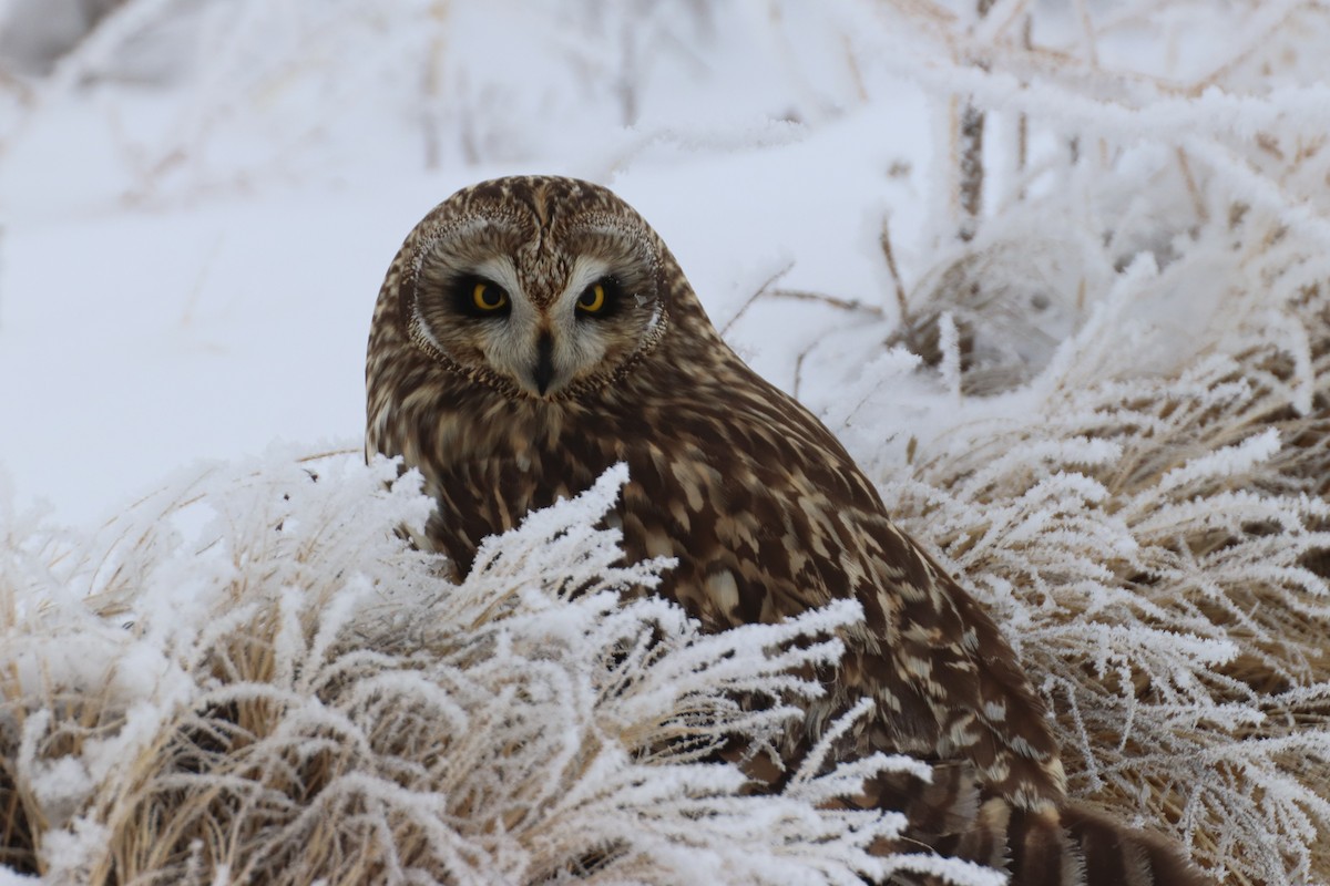 Short-eared Owl - ML288630251