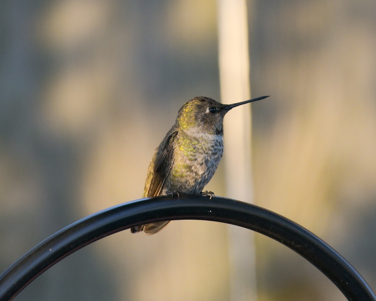 Anna's Hummingbird - Jo Willars