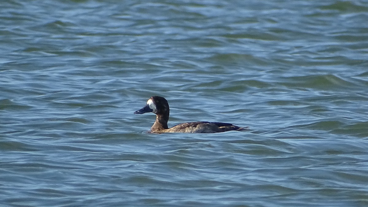 Greater Scaup - ML288637541