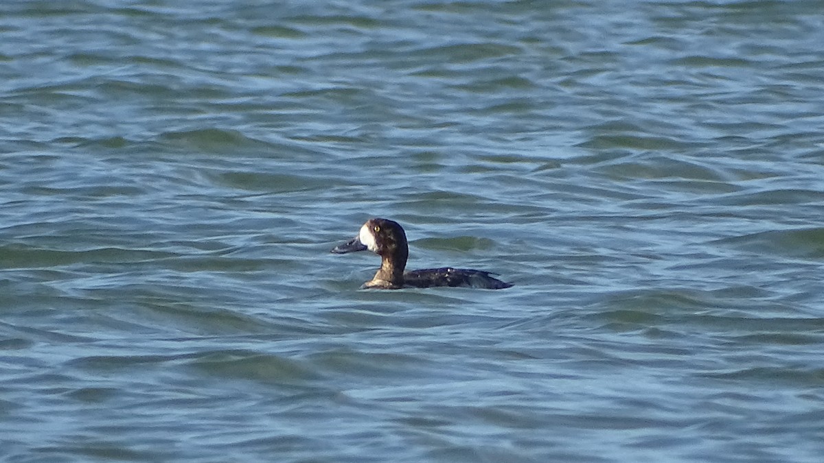 Greater Scaup - ML288637611