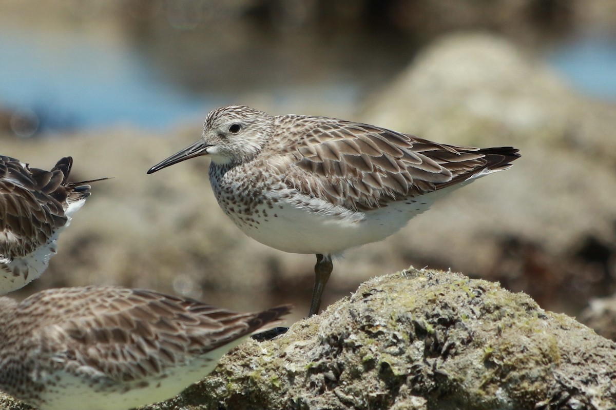 Great Knot - ML288638781