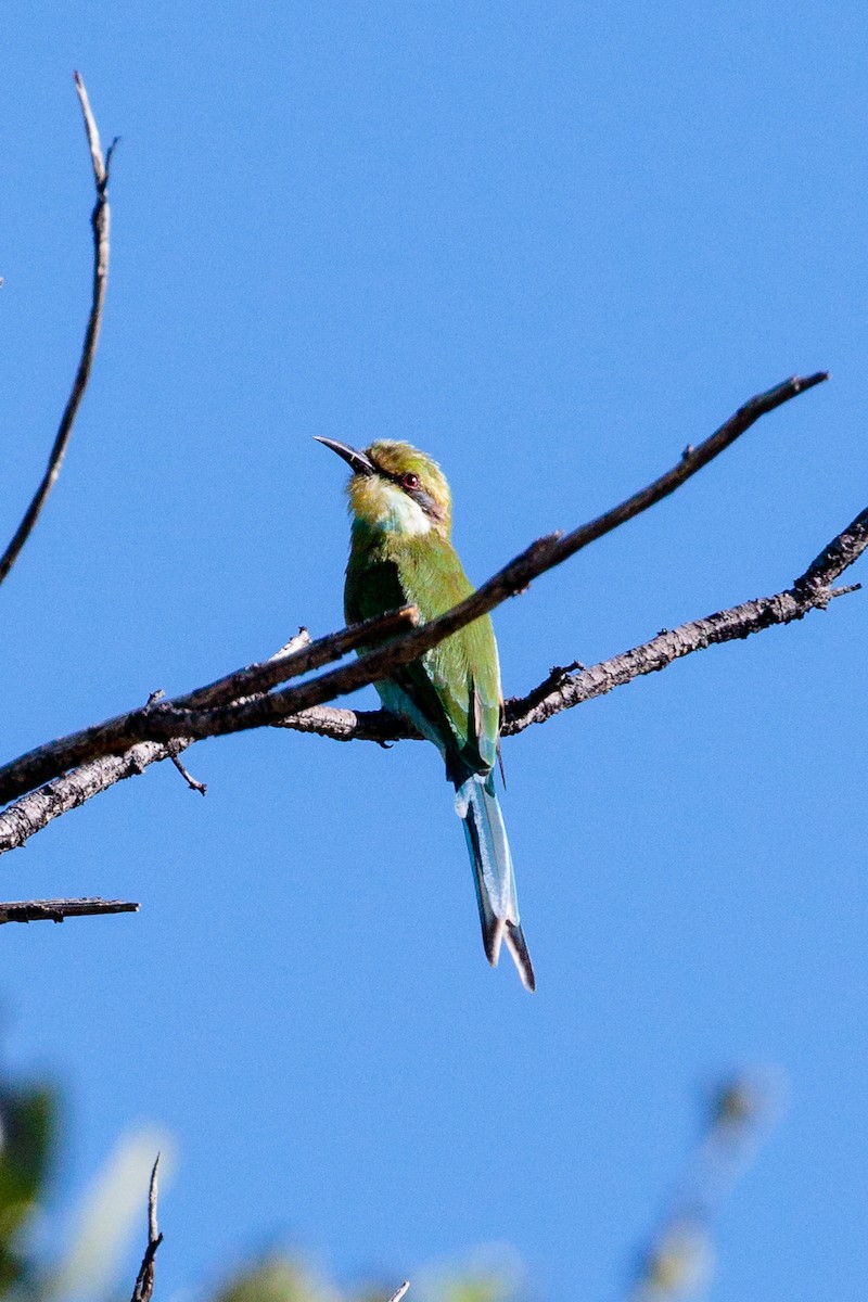 Swallow-tailed Bee-eater - Bob Bowhay