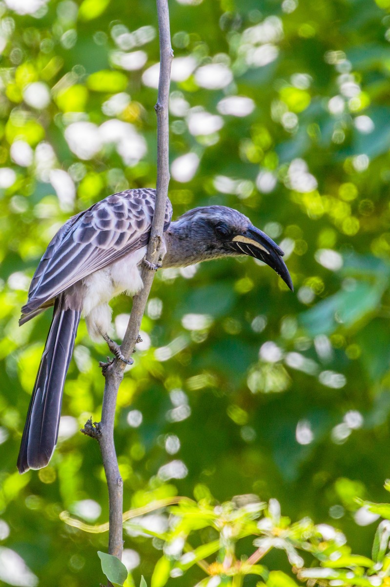 African Gray Hornbill - Bob Bowhay