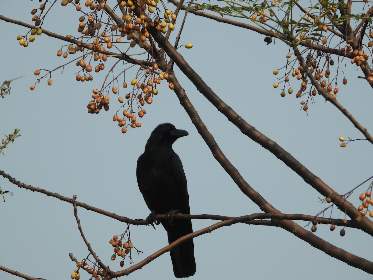 Large-billed Crow (Indian Jungle) - Sannidhya De