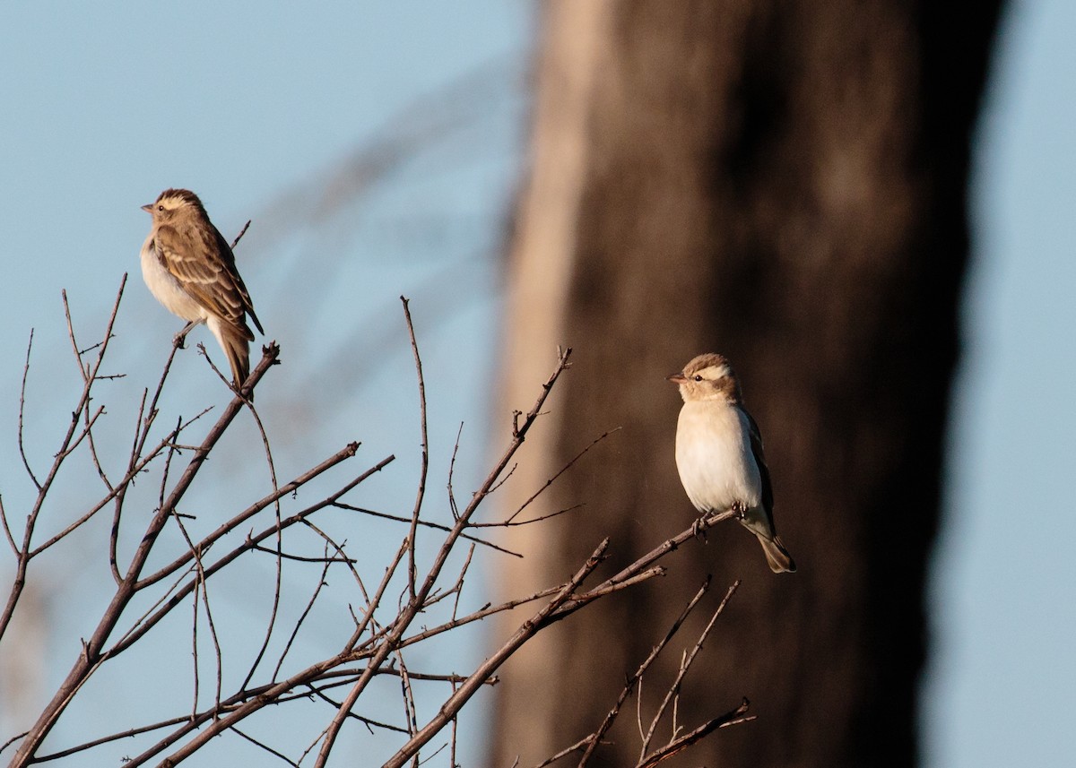 Yellow-throated Bush Sparrow - Bob Bowhay