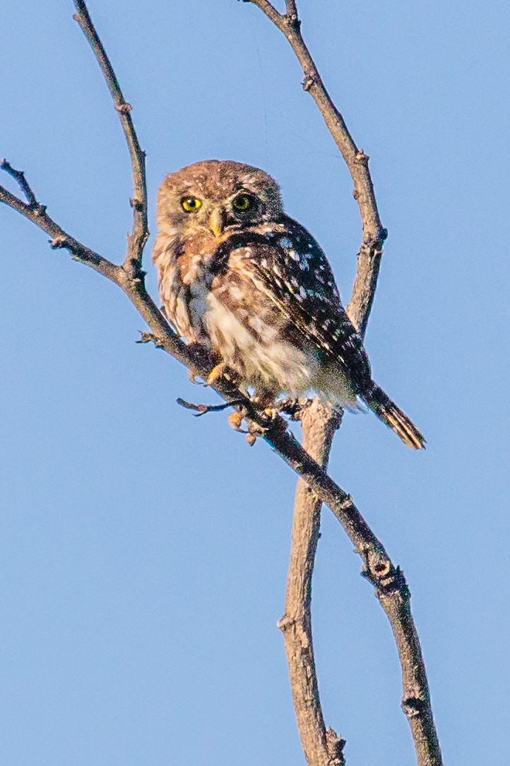 Pearl-spotted Owlet - Bob Bowhay