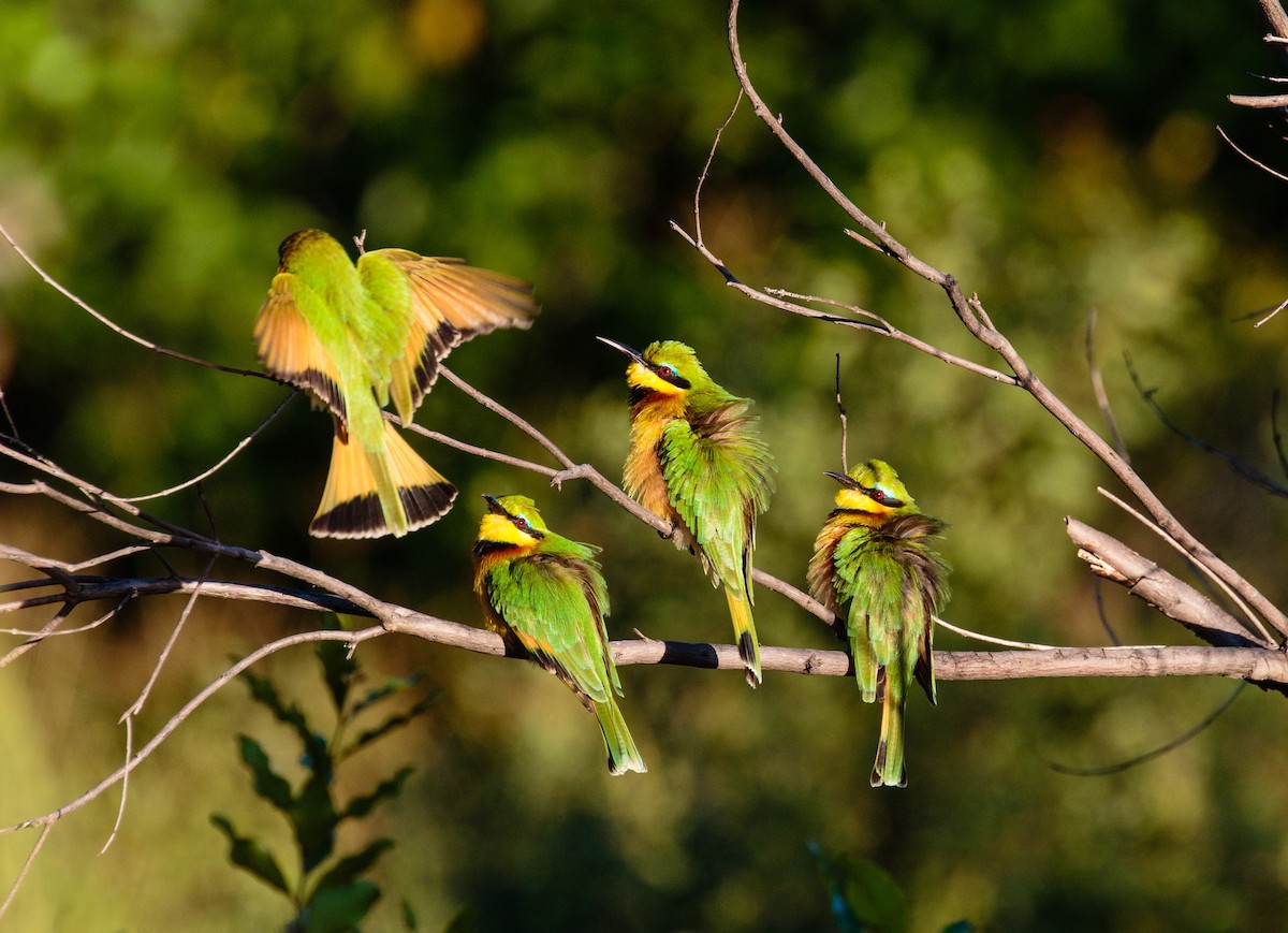 Little Bee-eater - Bob Bowhay