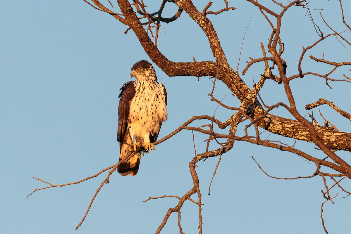 African Hawk-Eagle - Bob Bowhay