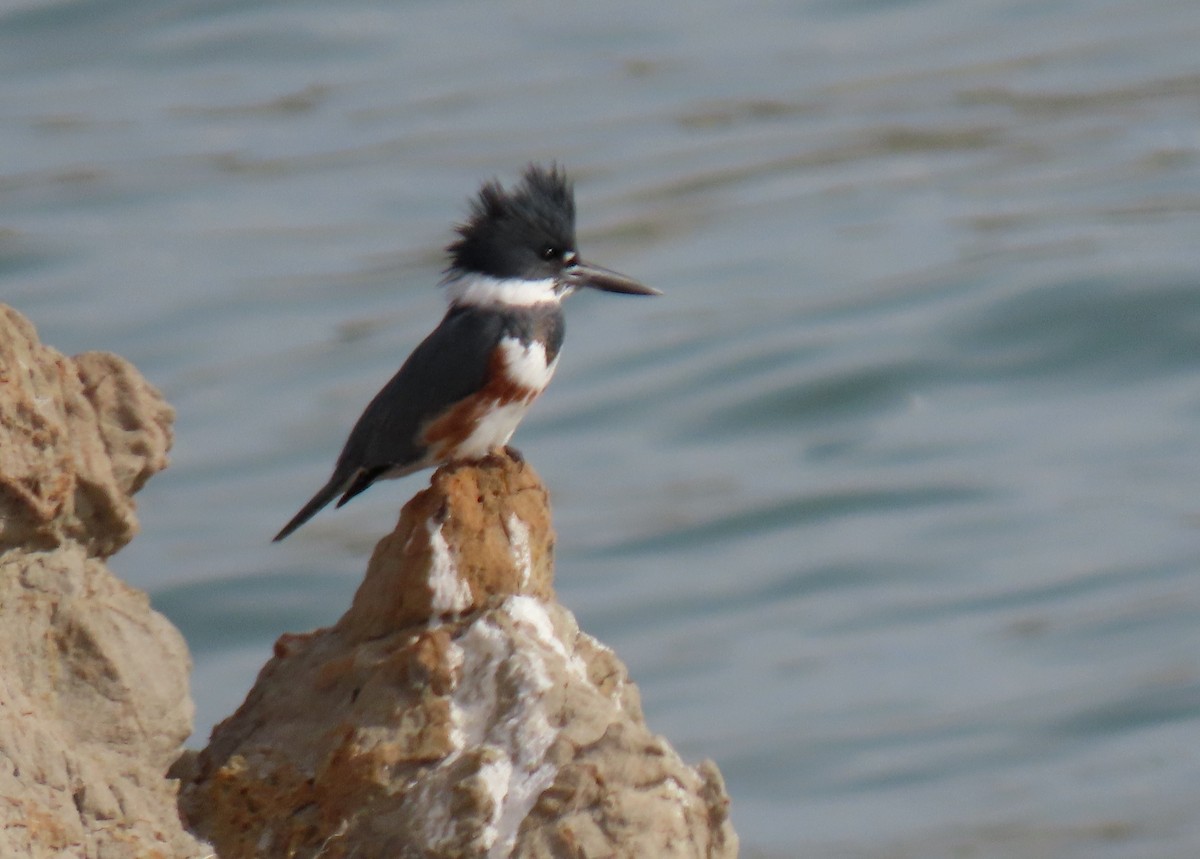 Belted Kingfisher - Petra Clayton