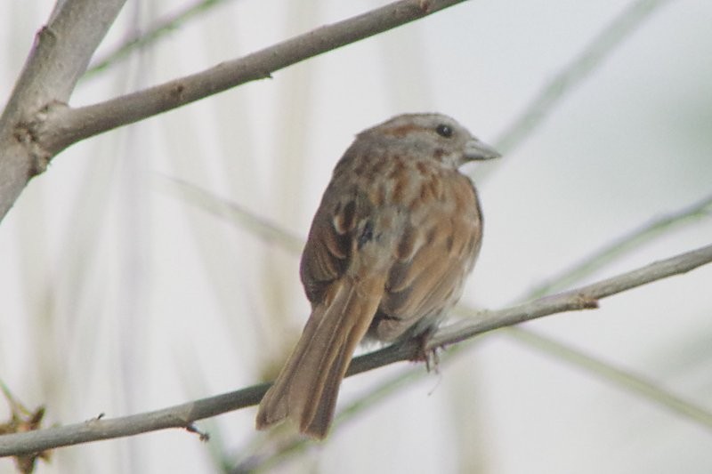Song Sparrow - ML28864781