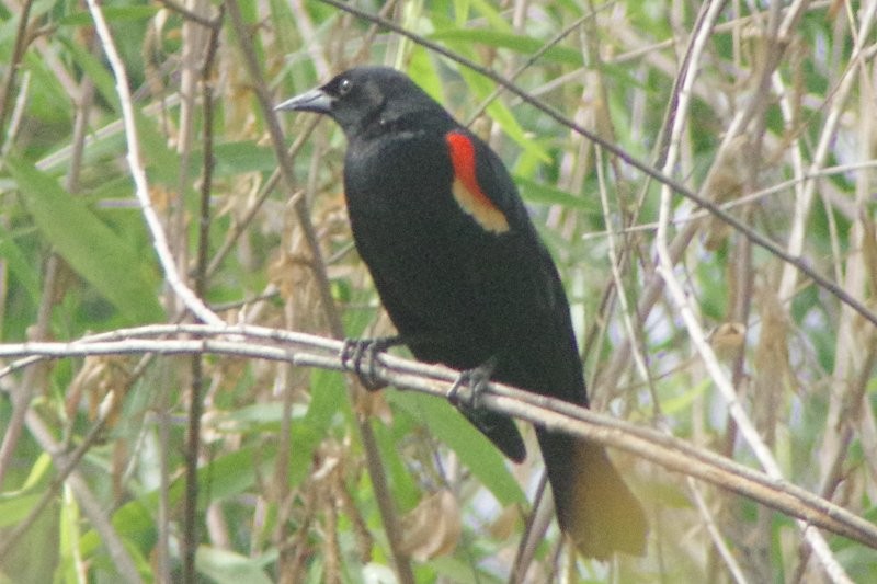 Red-winged Blackbird - ML28864801