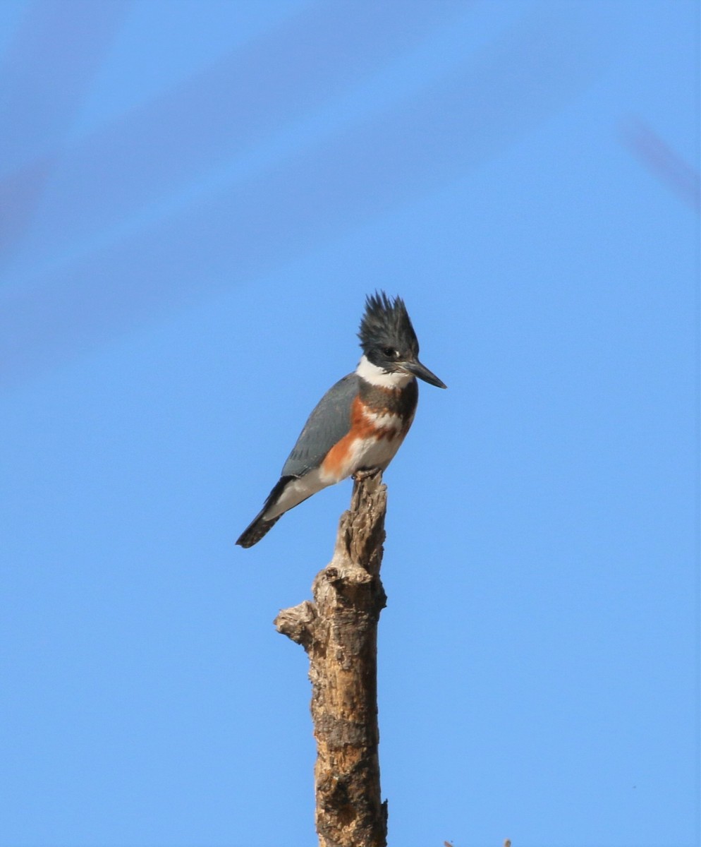 Belted Kingfisher - ML288650561