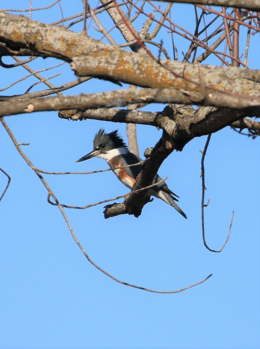 Belted Kingfisher - ML288650571