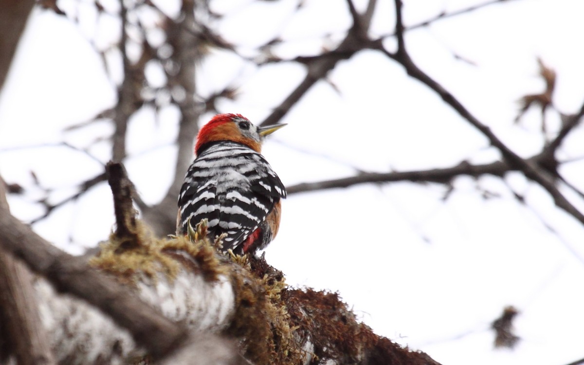 Rufous-bellied Woodpecker - ML288653051