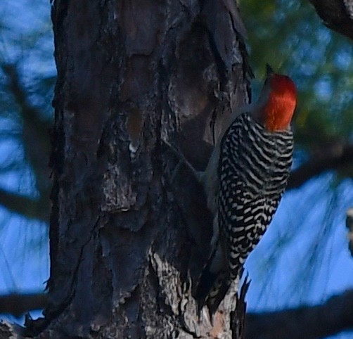 Red-bellied Woodpecker - ML288658551