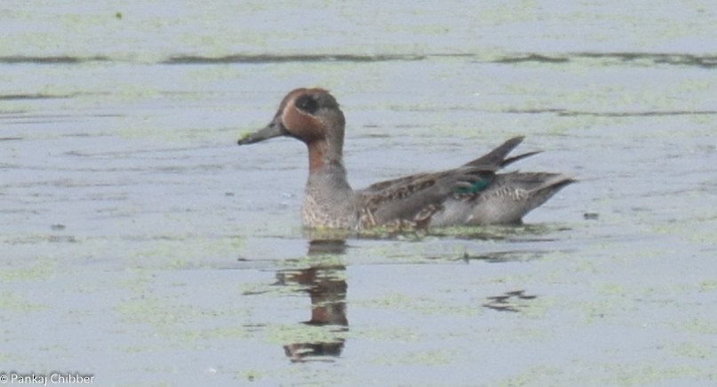 Green-winged Teal - ML288659251