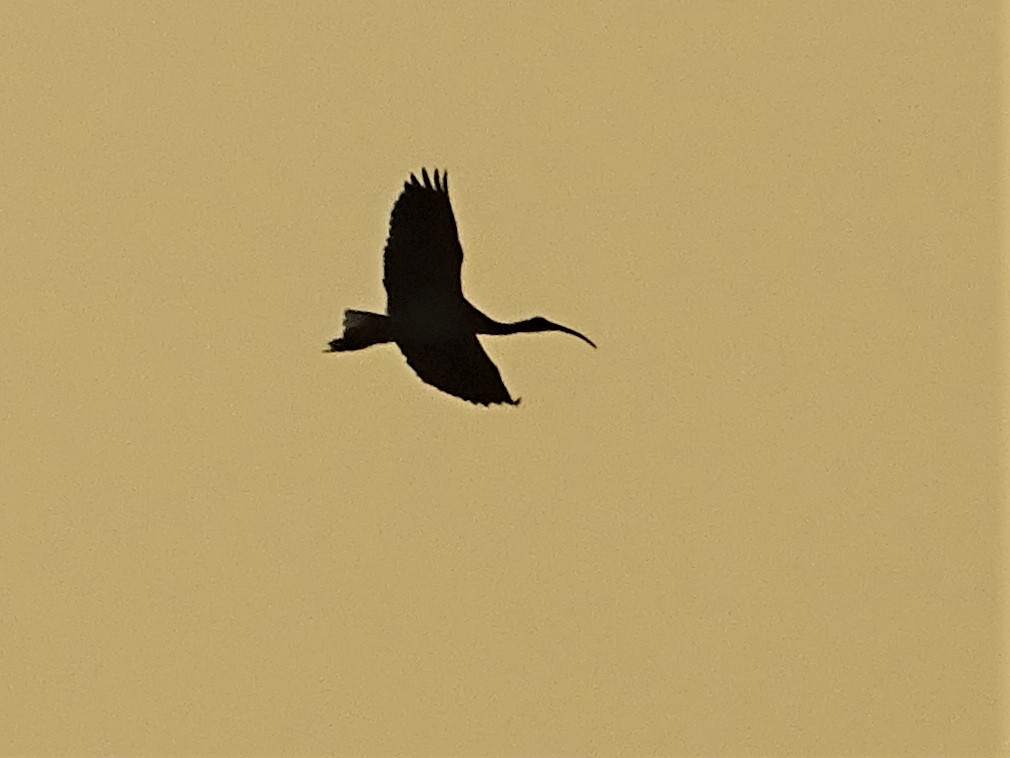 Straw-necked Ibis - Richard Murray
