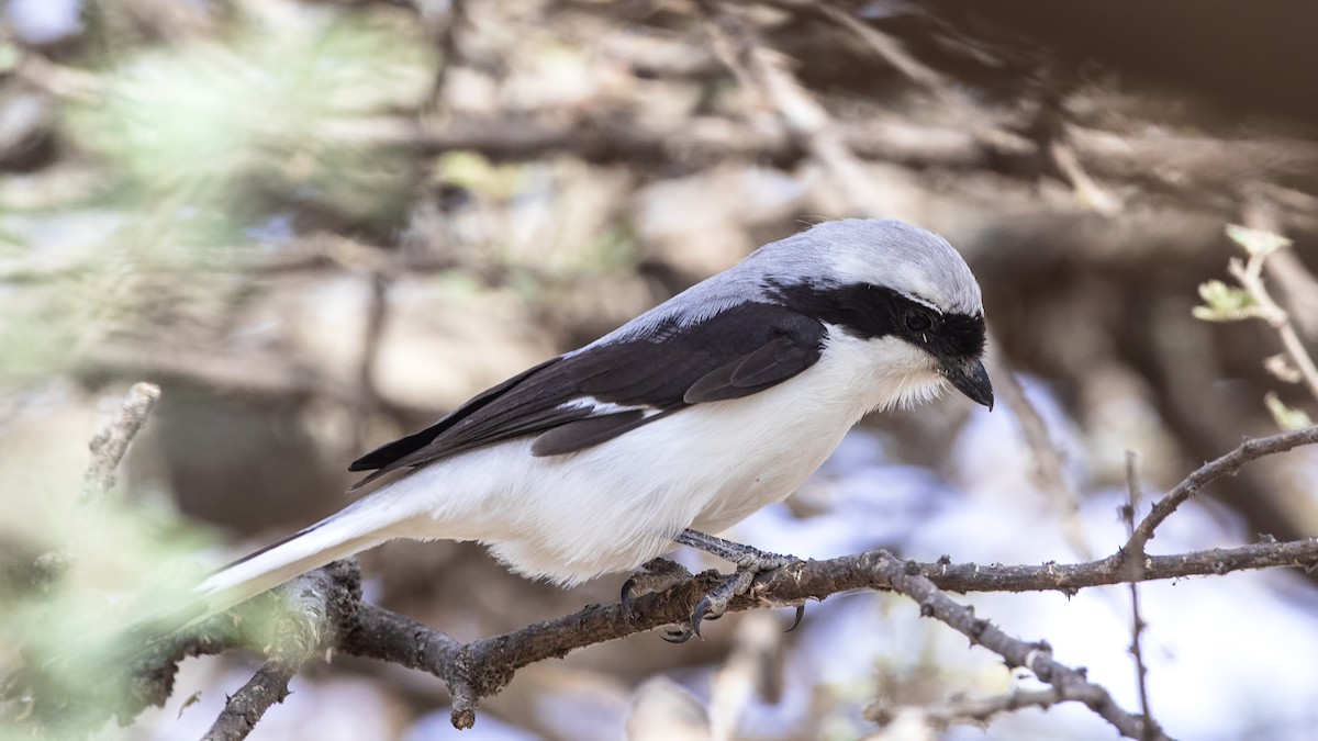 Gray-backed Fiscal - ML288665061