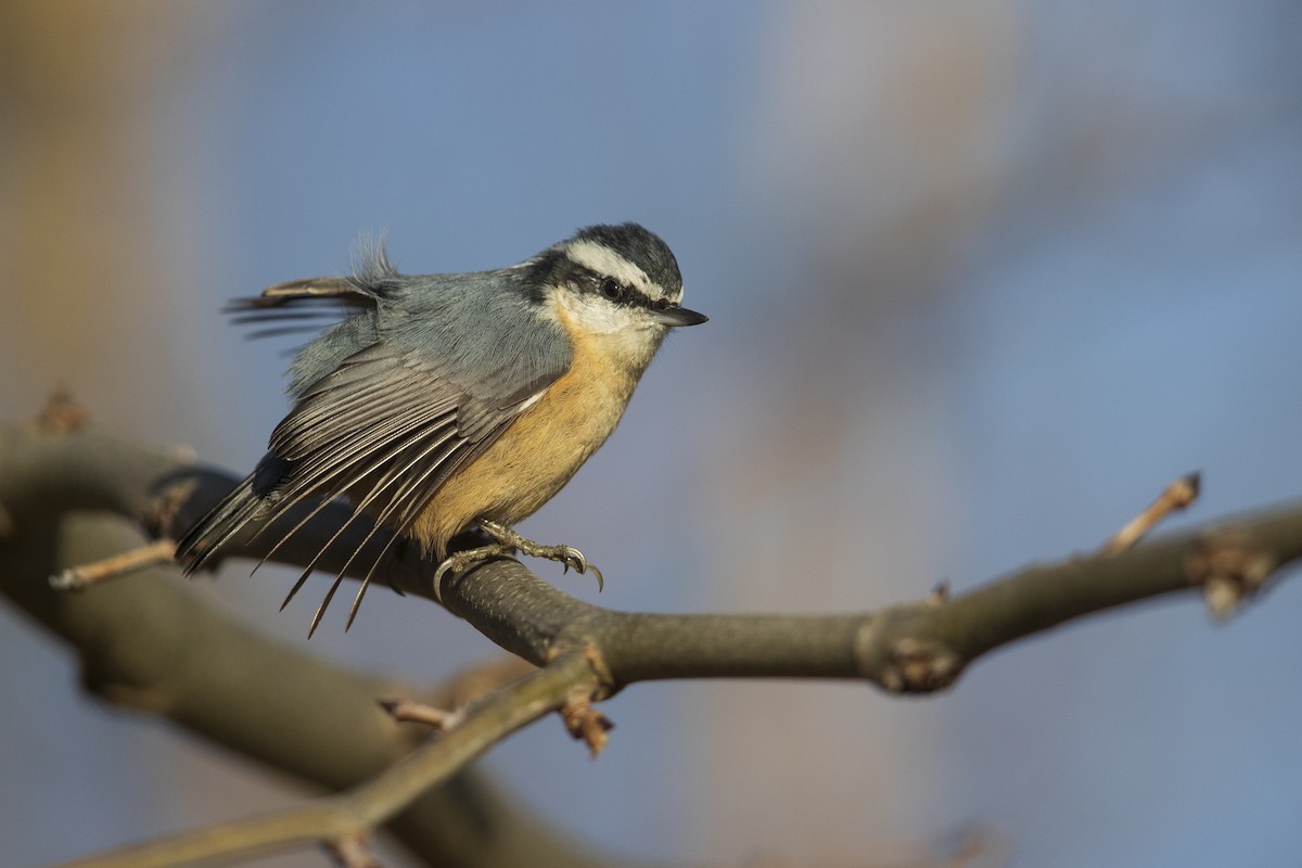 Red-breasted Nuthatch - Michael Stubblefield