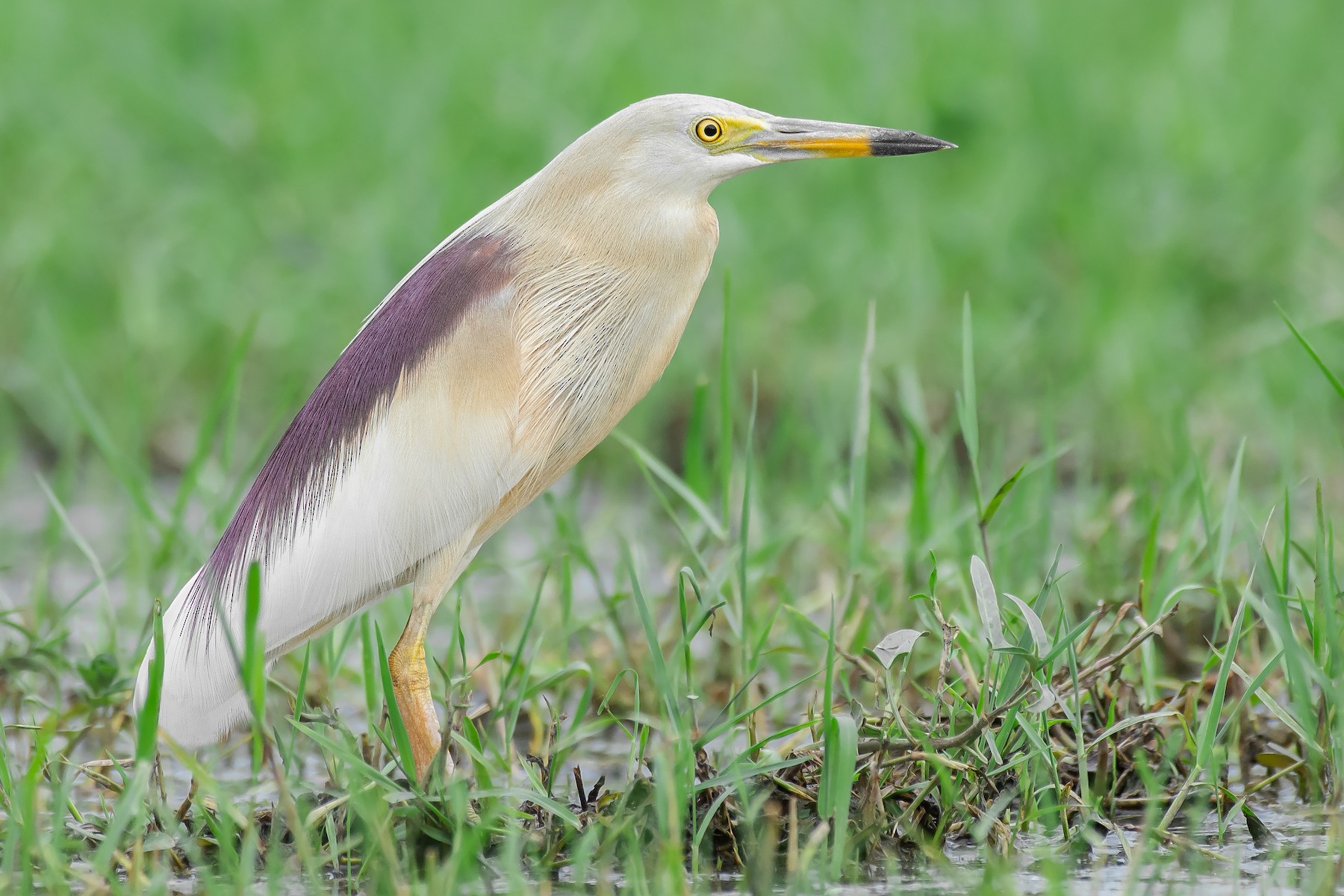 Indijska žuta čaplja - eBird