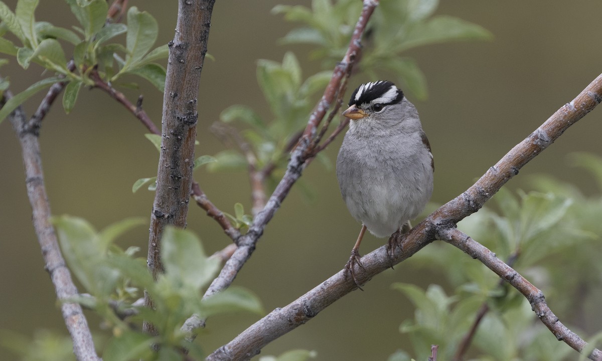 White-crowned Sparrow - ML288679711