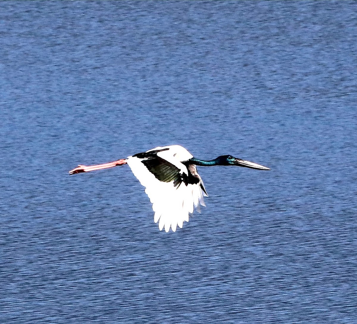 Black-necked Stork - ML288682571