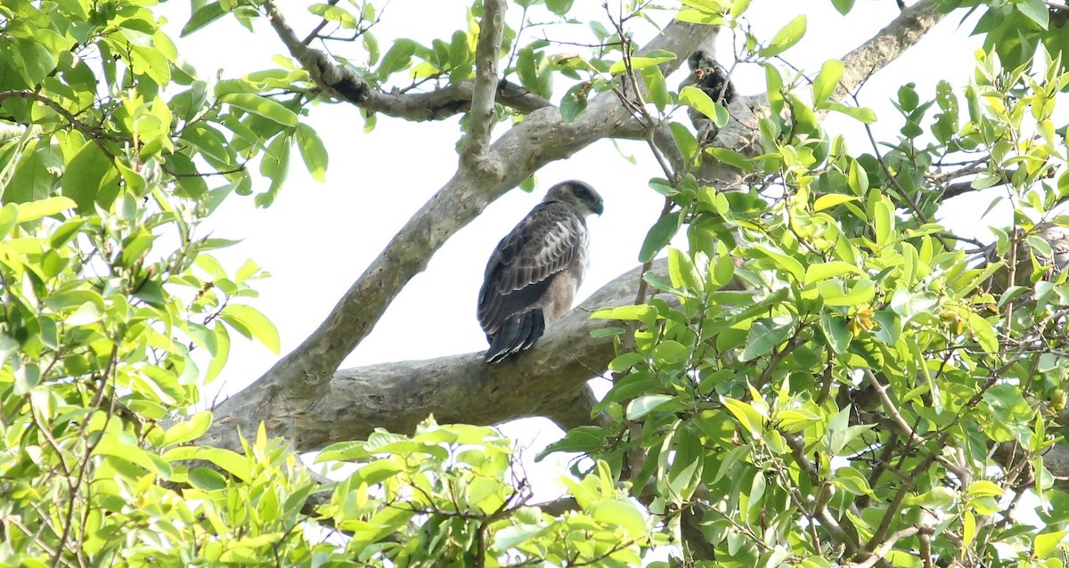 Changeable Hawk-Eagle (Crested) - ML28869641