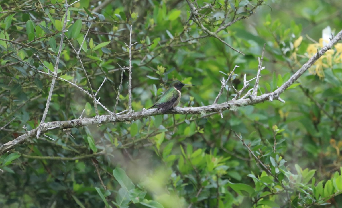 Black-chinned Hummingbird - James Swim