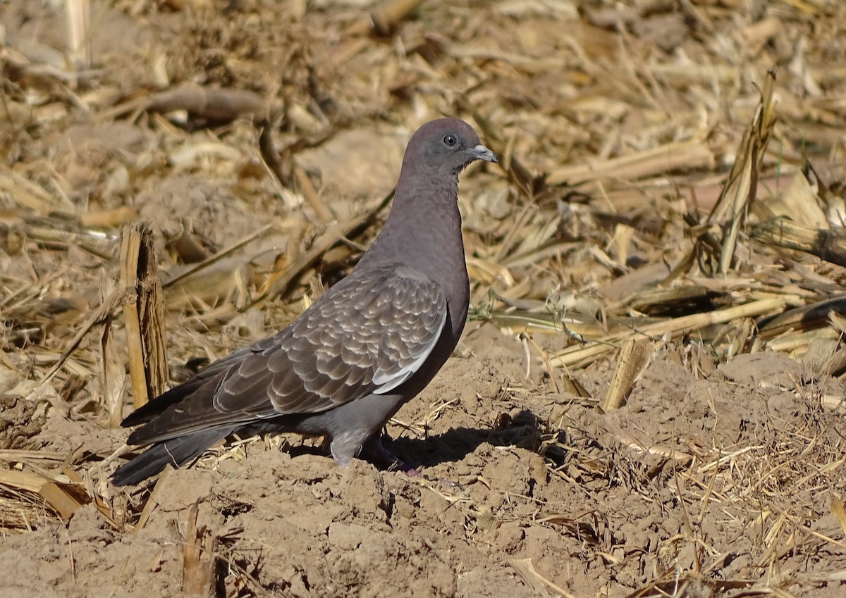 Spot-winged Pigeon - Charly Moreno Taucare