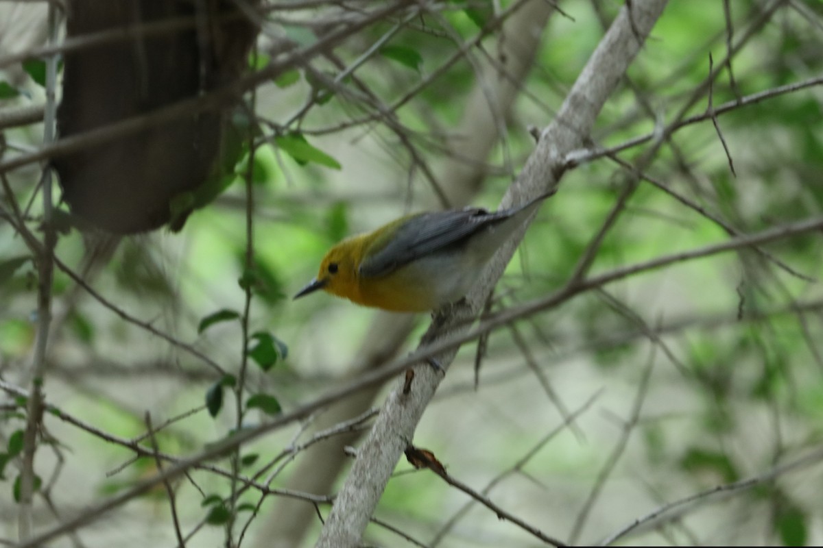 Prothonotary Warbler - James Swim