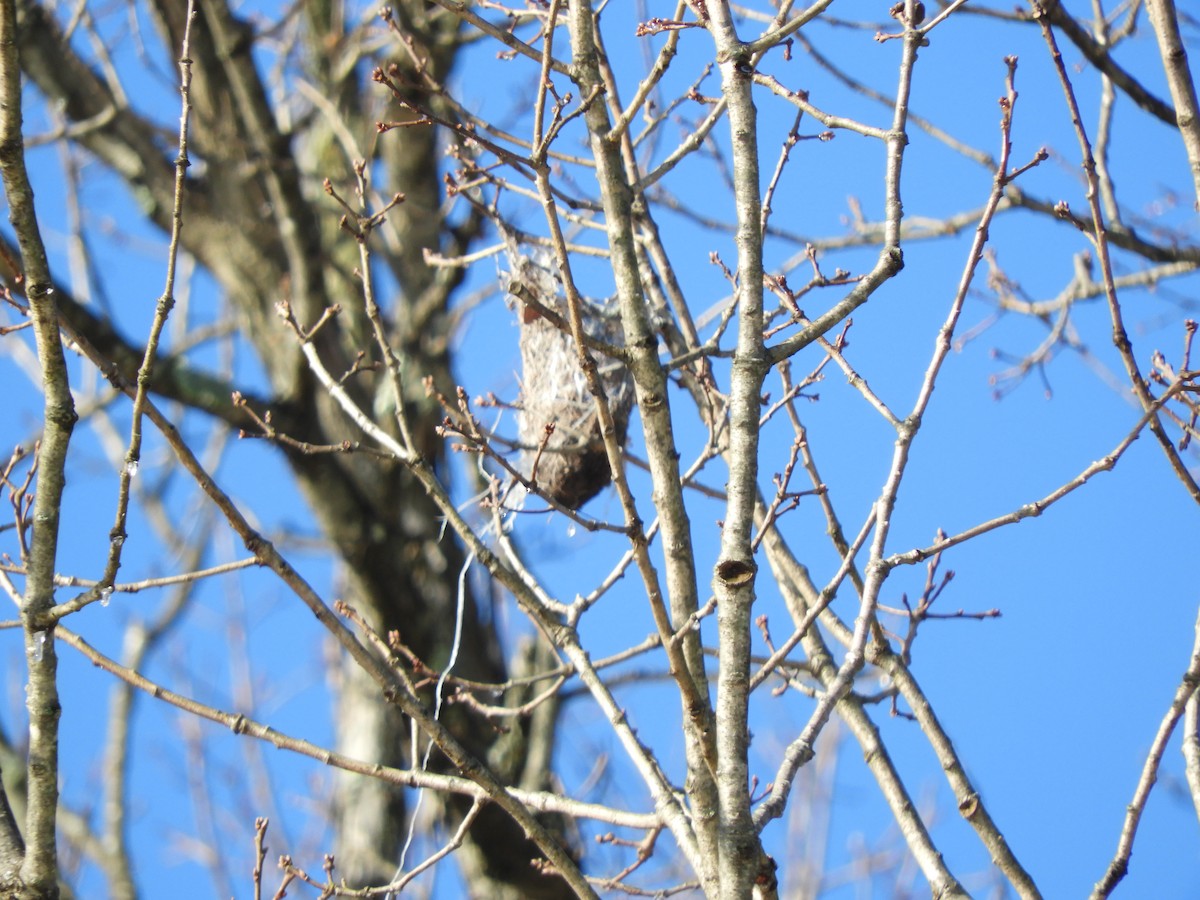 Virginia Breeding Bird Atlas Checklist 17 Dec 2020 George Mason University Mason Pond 4 6892