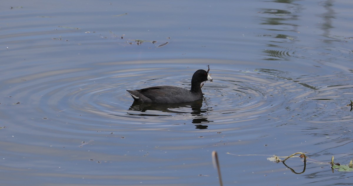American Coot (Red-shielded) - James Swim